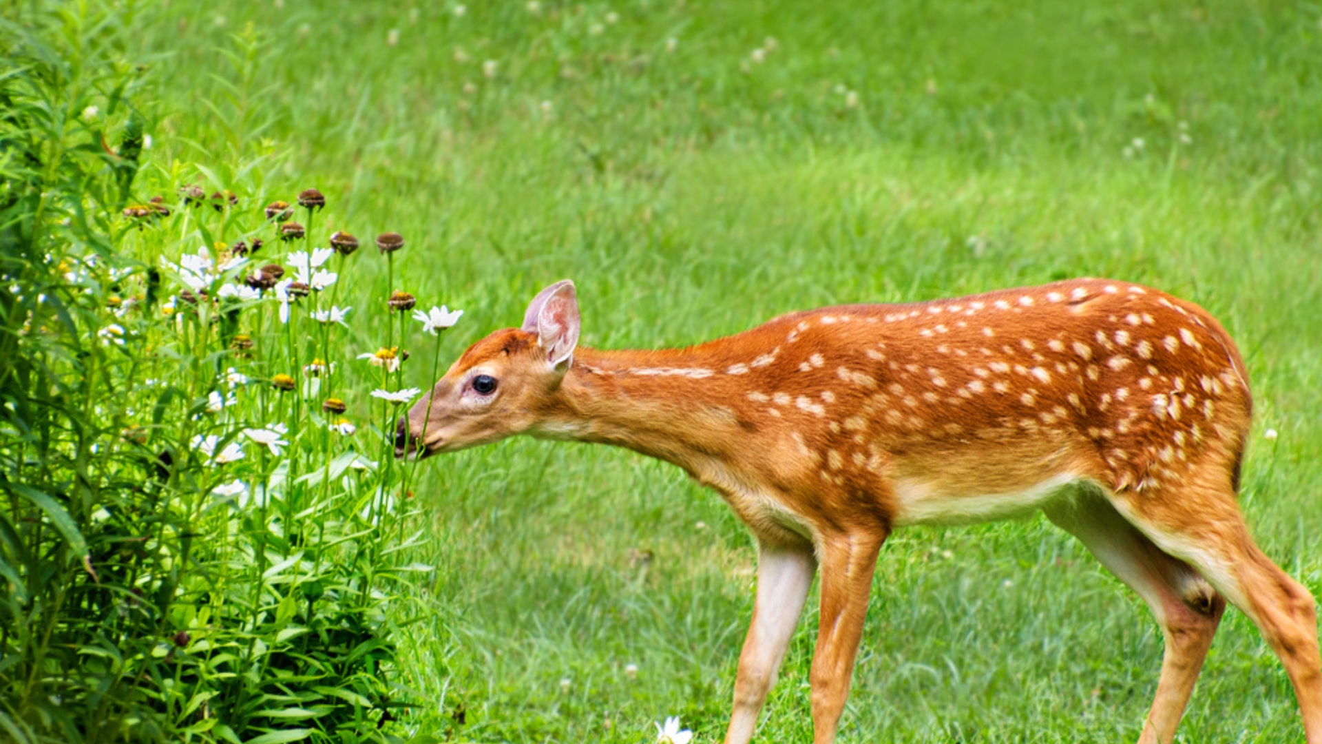 12 Plants You Shouldn’t Grow If Deer Are Trouble In Your Garden