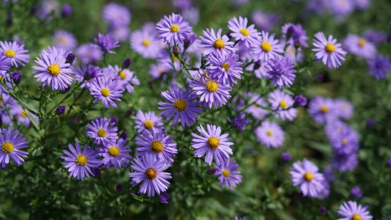 asters in full bloom
