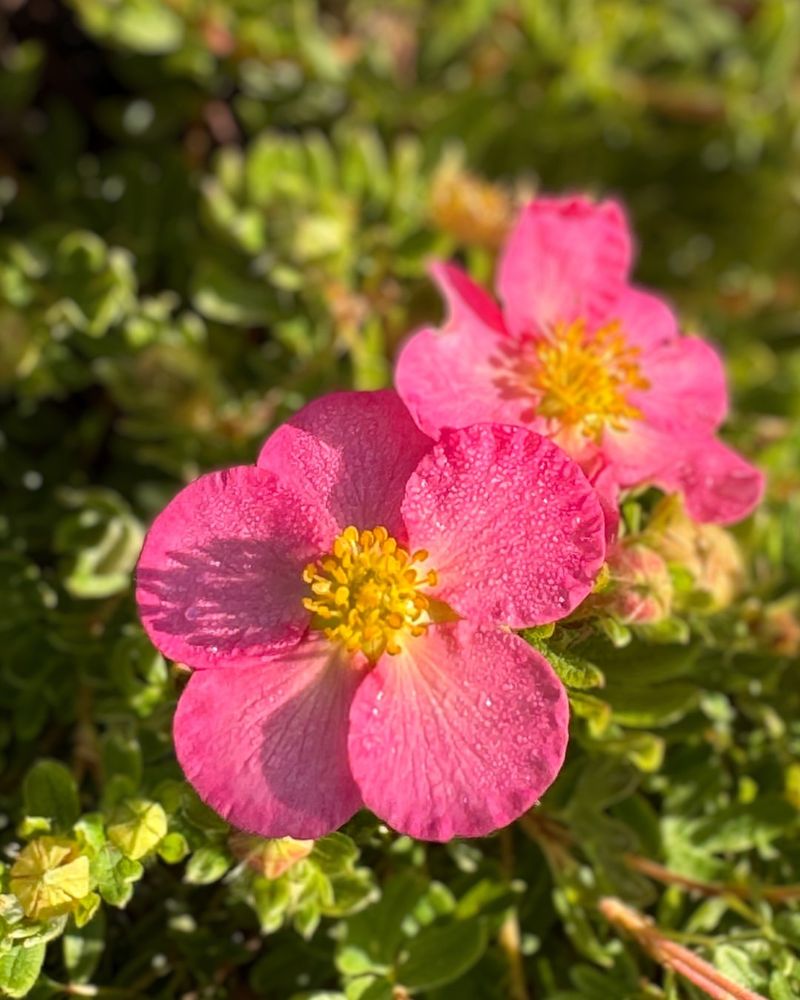 13. Potentilla