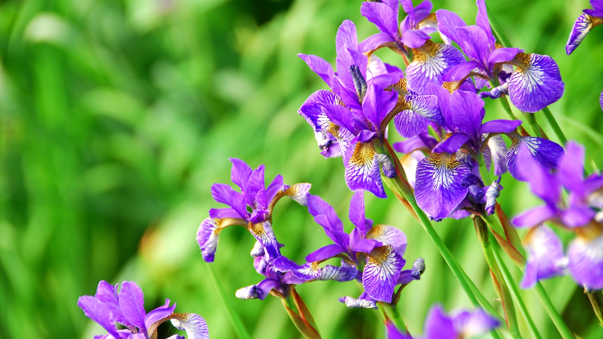 irises in bloom
