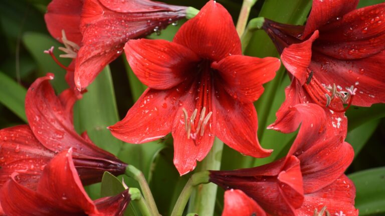 amaryllis plant in full bloom