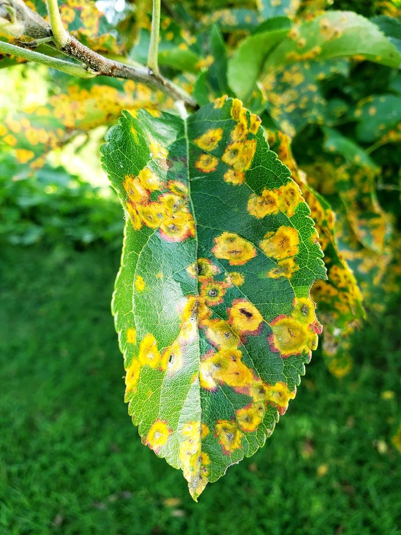 14. Potato Blight Prevention