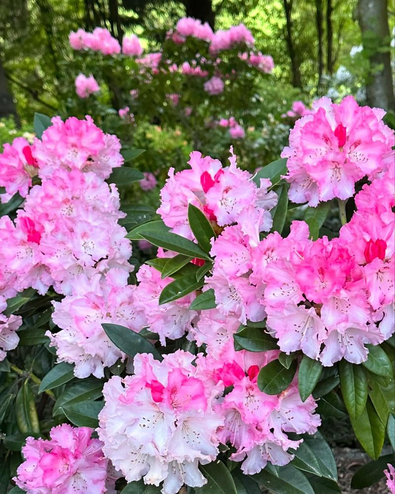 14. Rhododendron