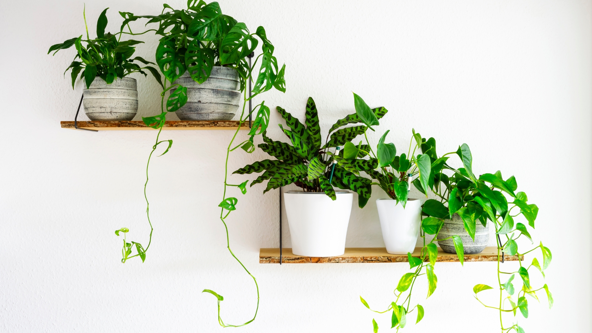 houseplants in gray and white ceramic flowerpots on wooden shelves hanging on a white wall. Houseplants for a healthy indoor climate and interior design.