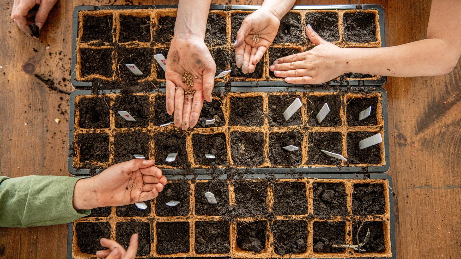 Kids plant vegetables seeds indoors