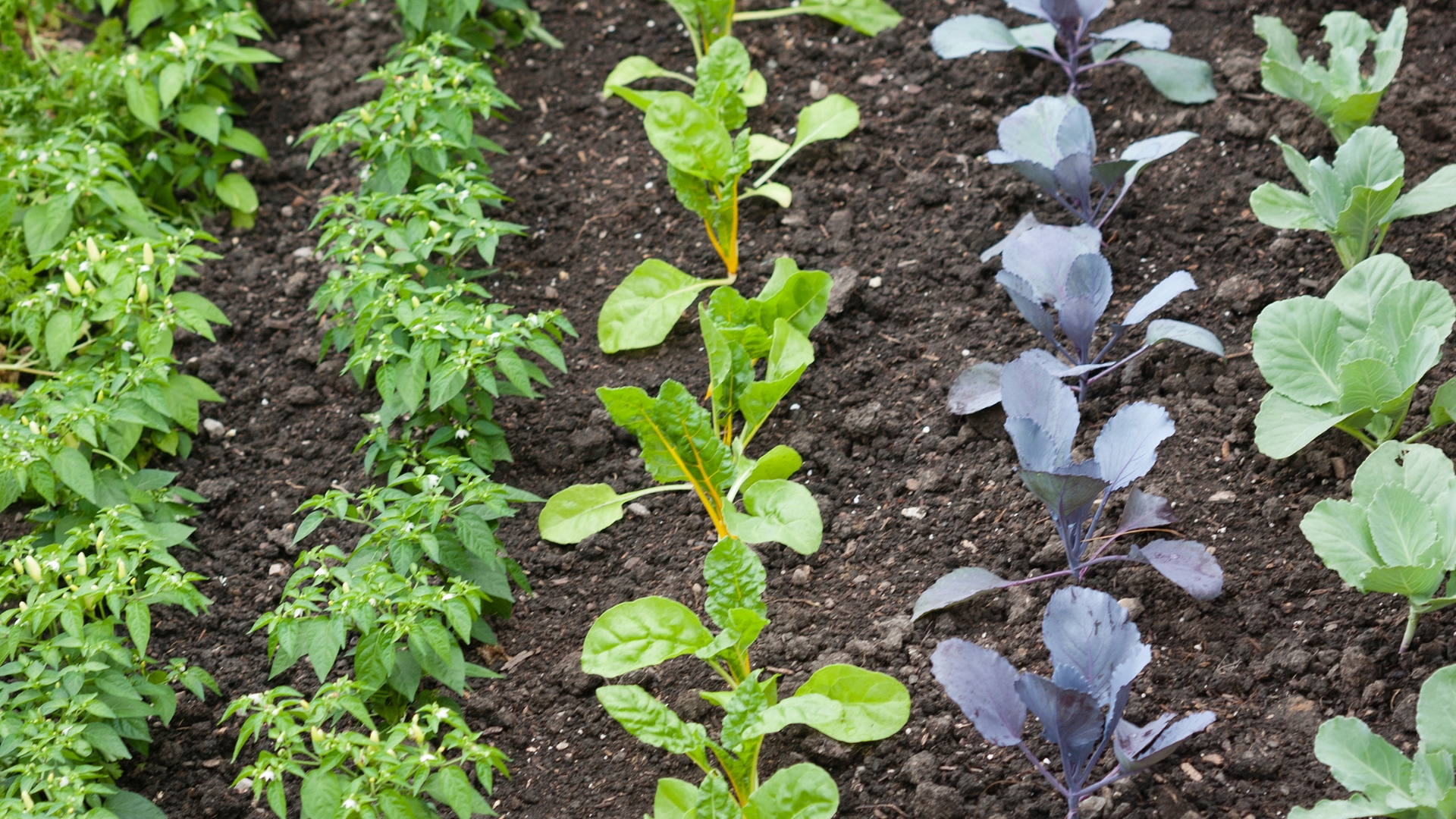 vegetable garden