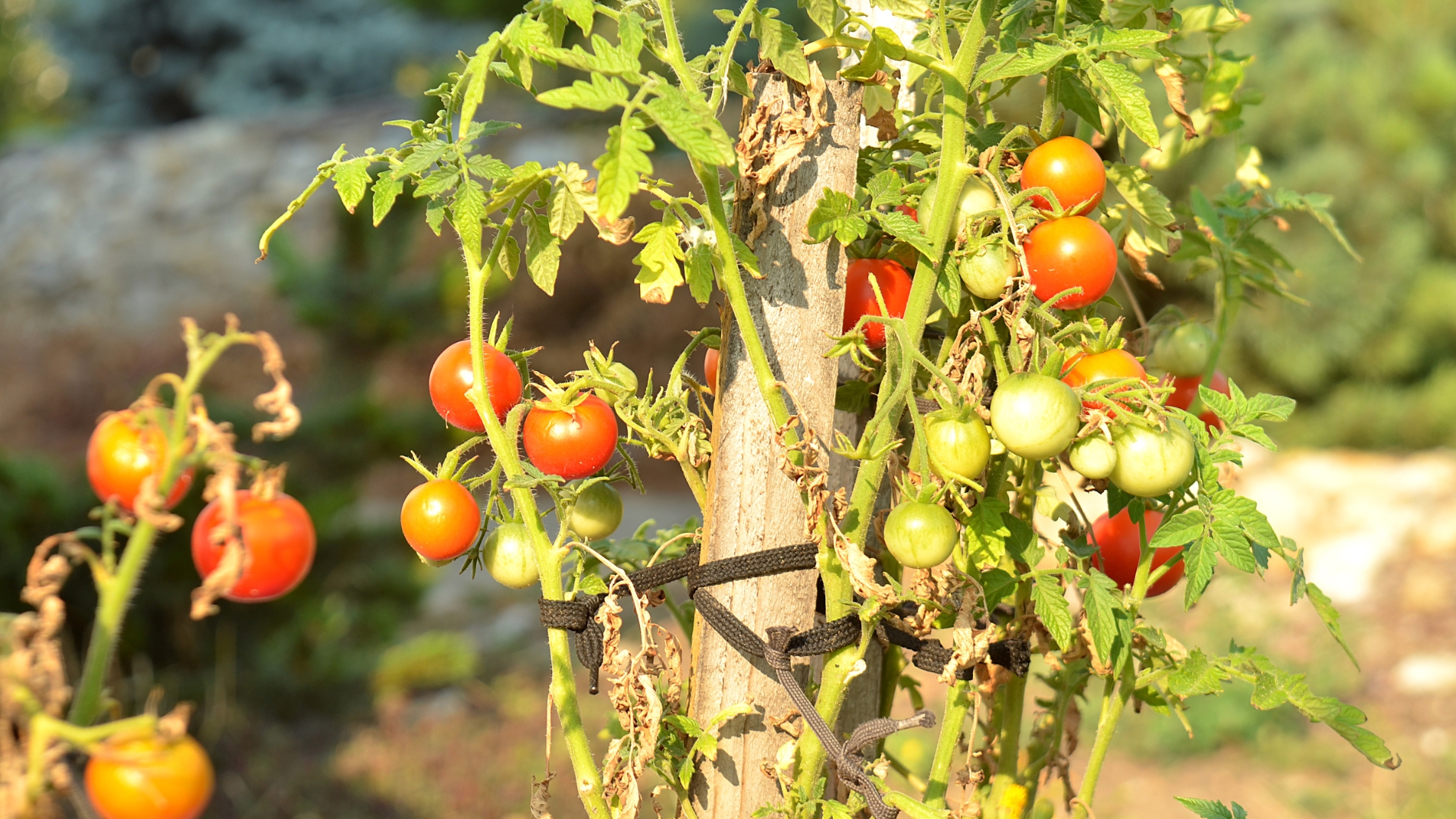 Tomato