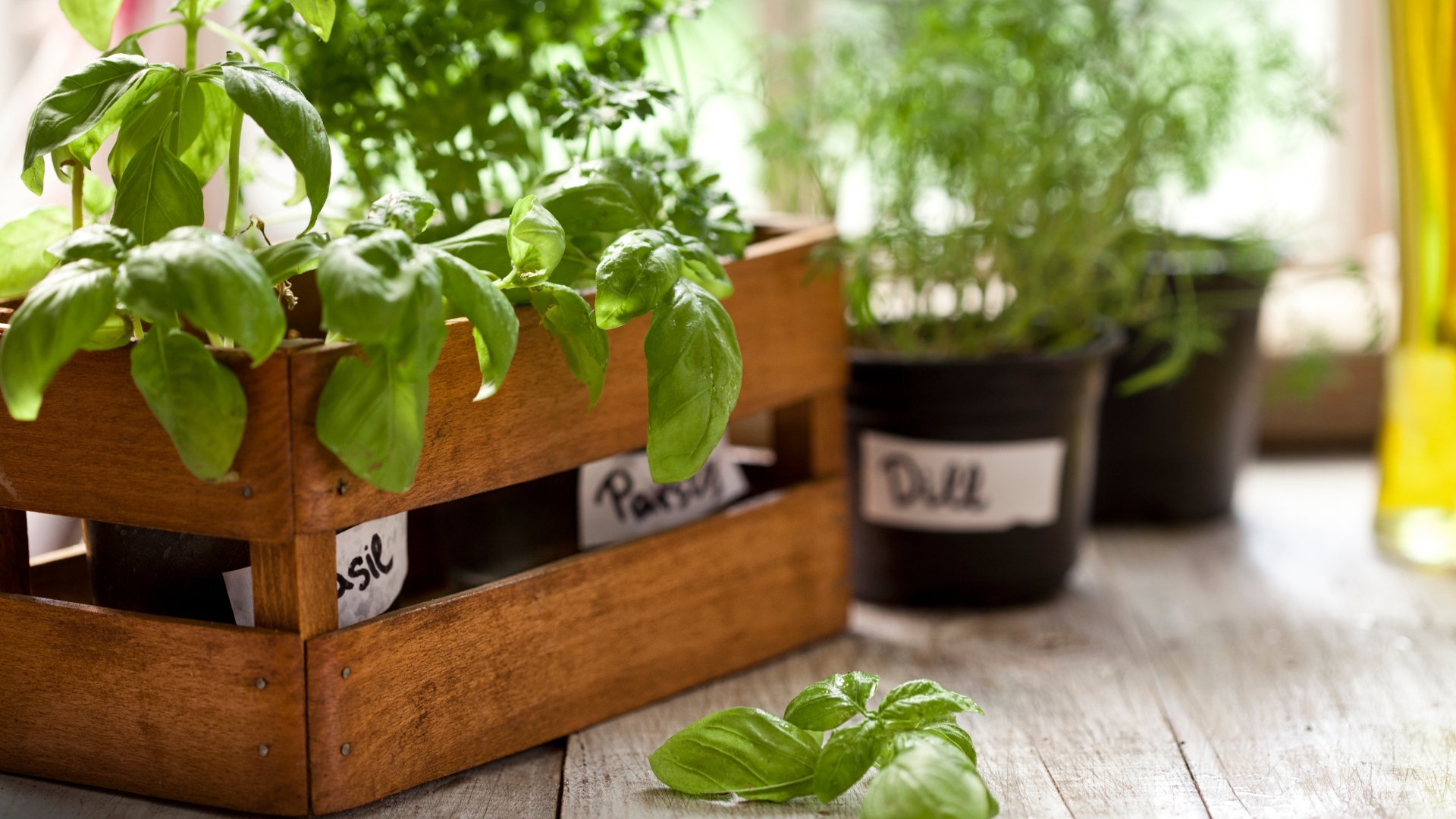 indoor herb garden