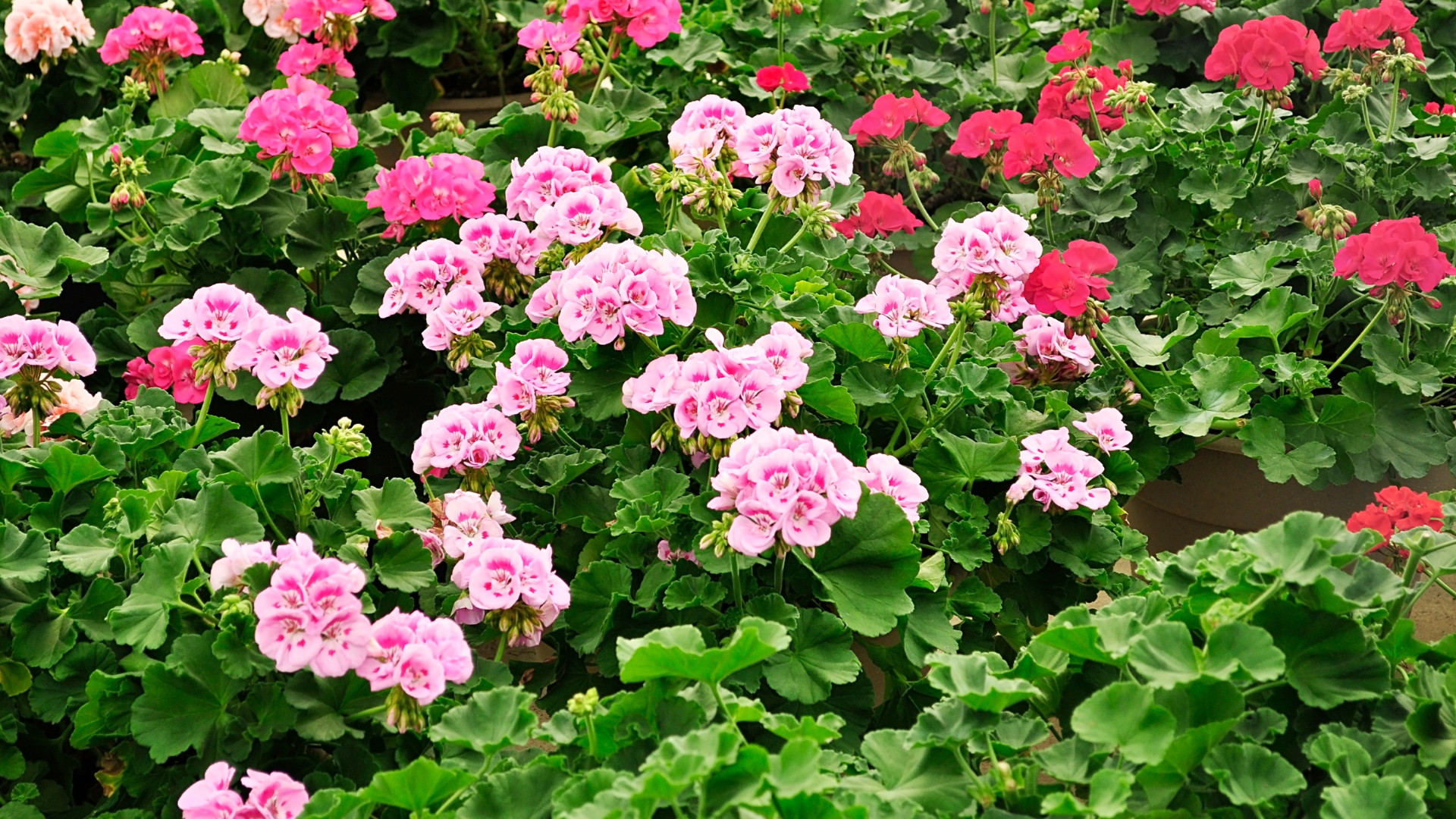 colorful geranium flowers in garden