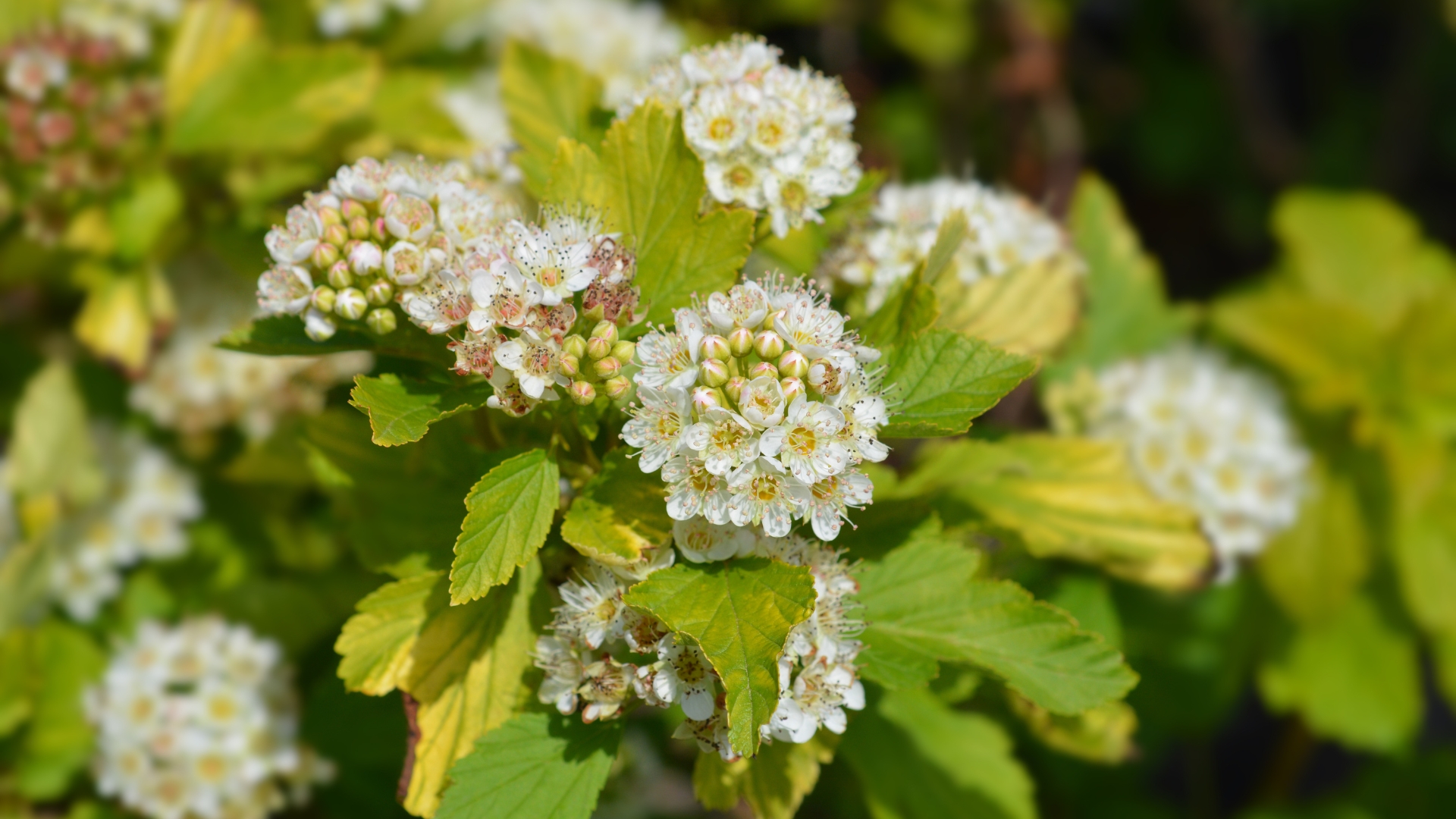 ninebark shrub