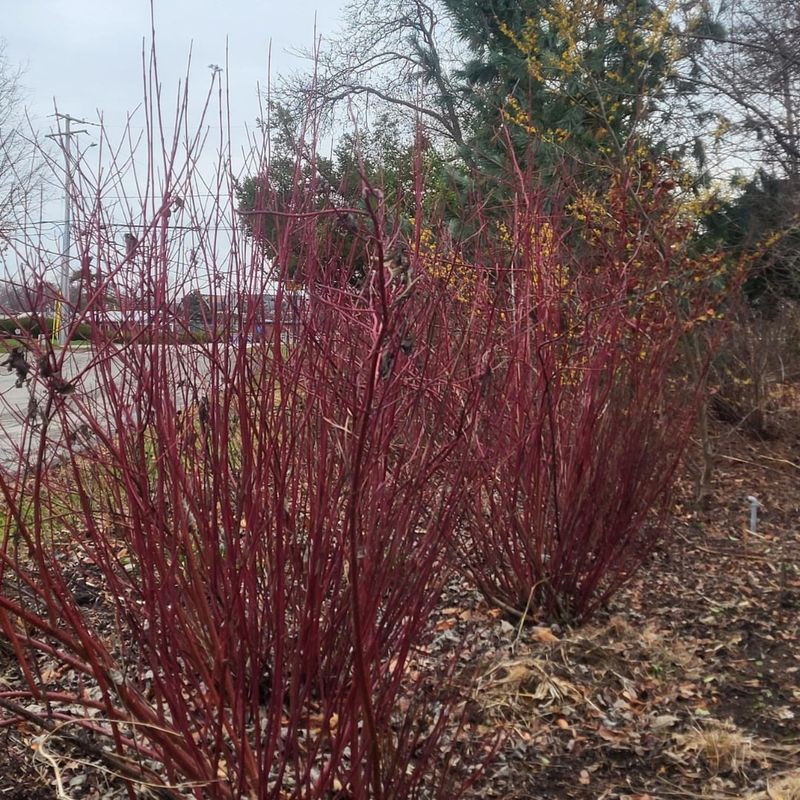 Red Osier Dogwood