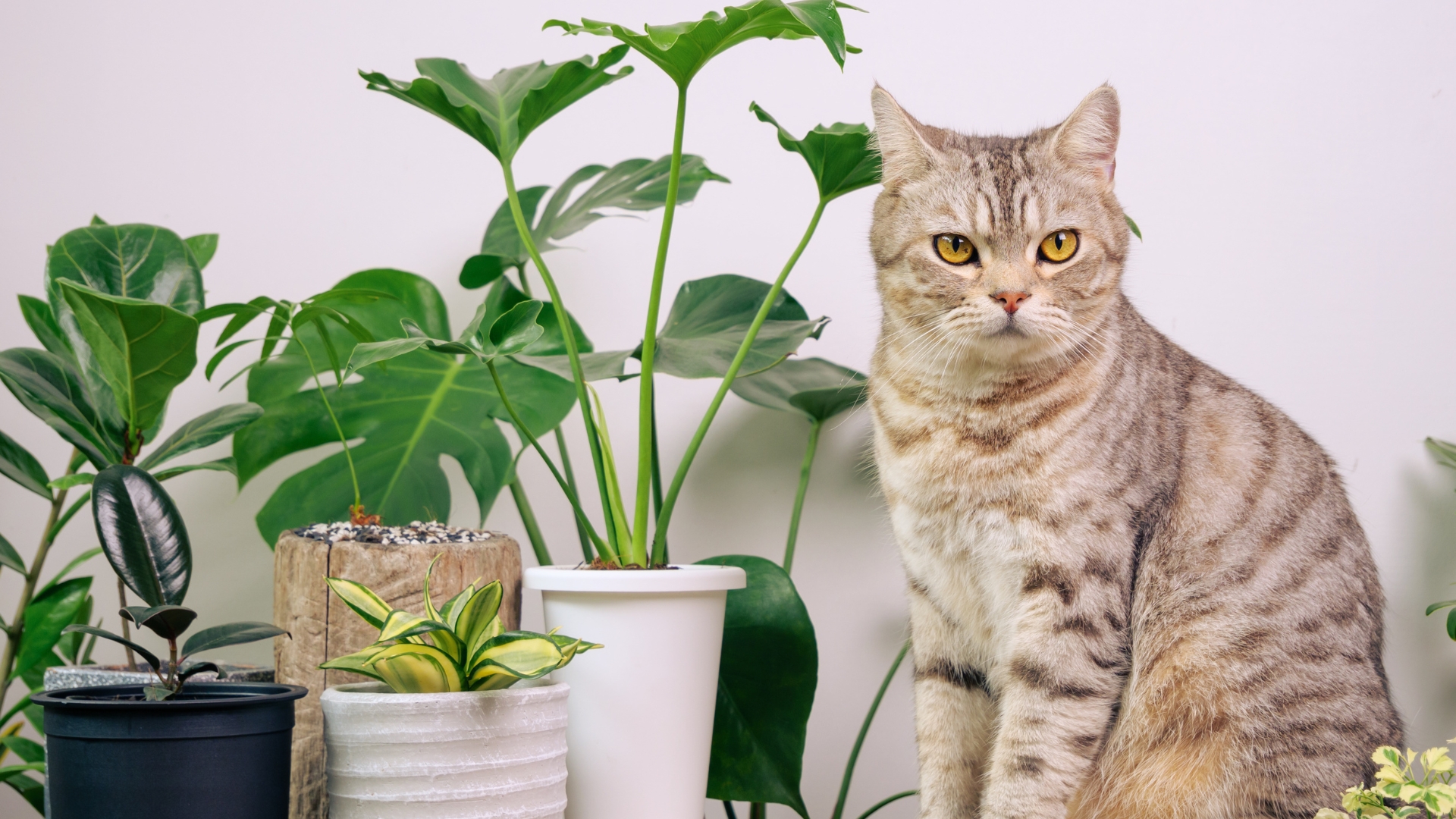 cat and indoor plant collection