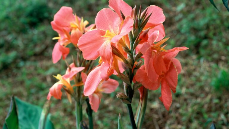 pink cannas blooming