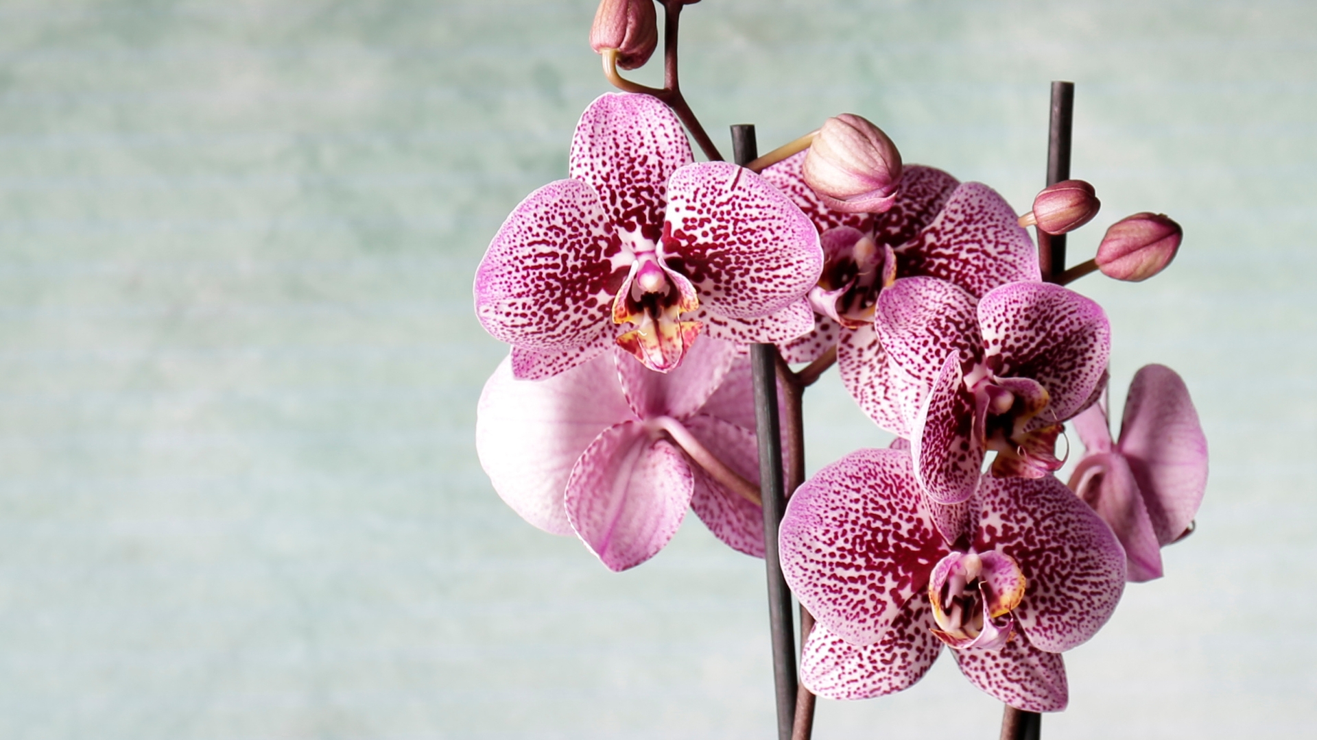 15 Things That Made My Orchids Bloom (And Mistakes I’ll Never Repeat)