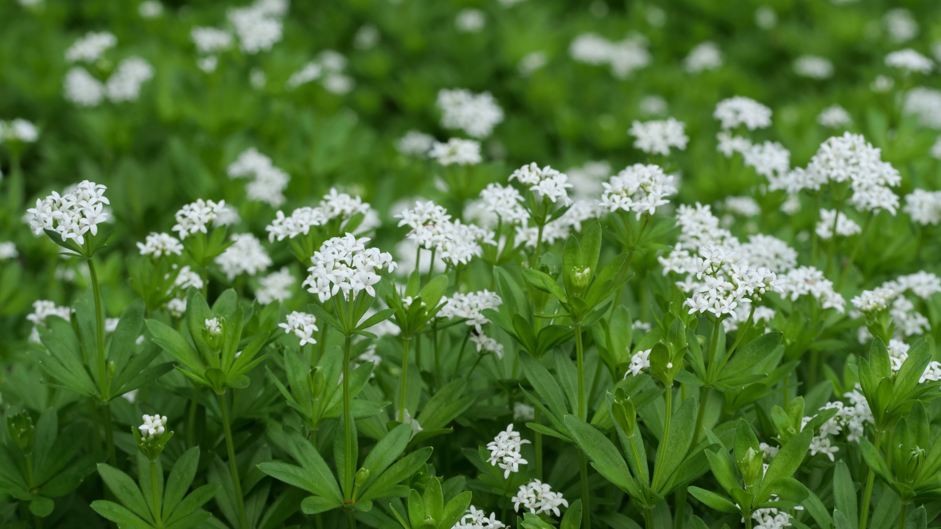 sweet woodruff