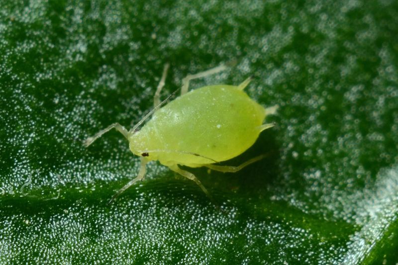 15. Aphid Control