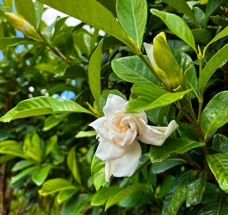 15. Gardenia