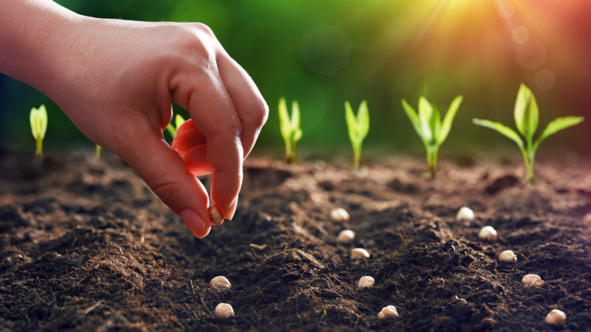 16 Beginner Seed Starting Mistakes I Regret (And The Tricks That Turned It Around)