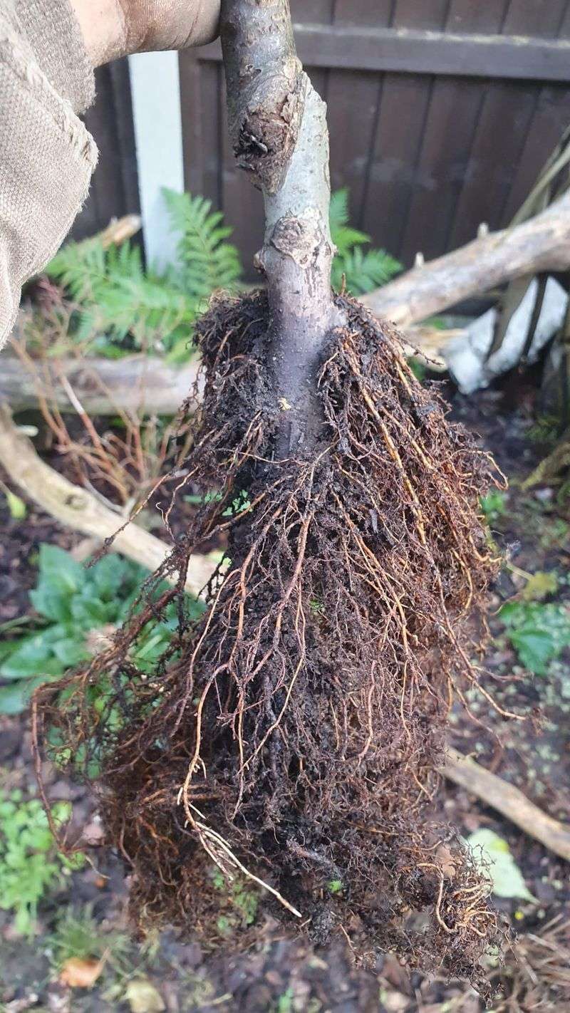 16. Ignoring Root Boundaries