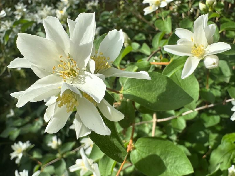 16. Mock Orange