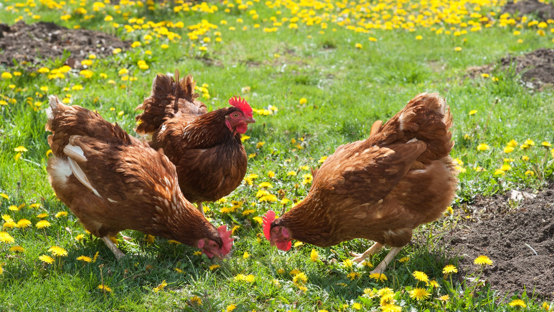 chickens in yard
