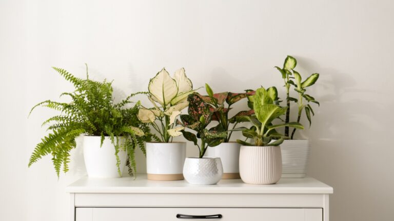 houseplants in small ceramic pots on a shelf