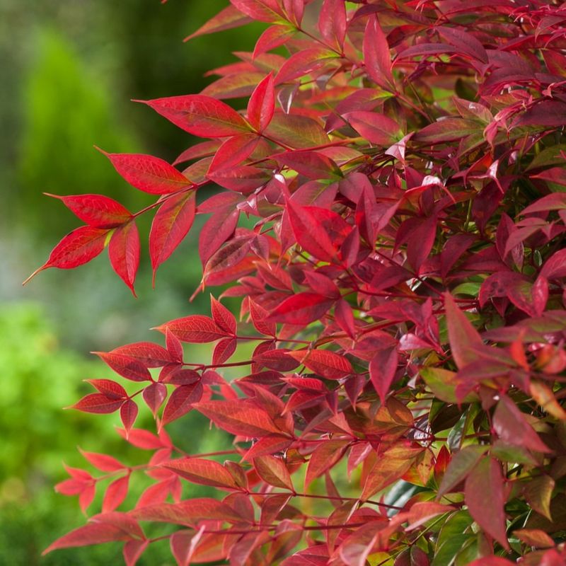 17. Nandina