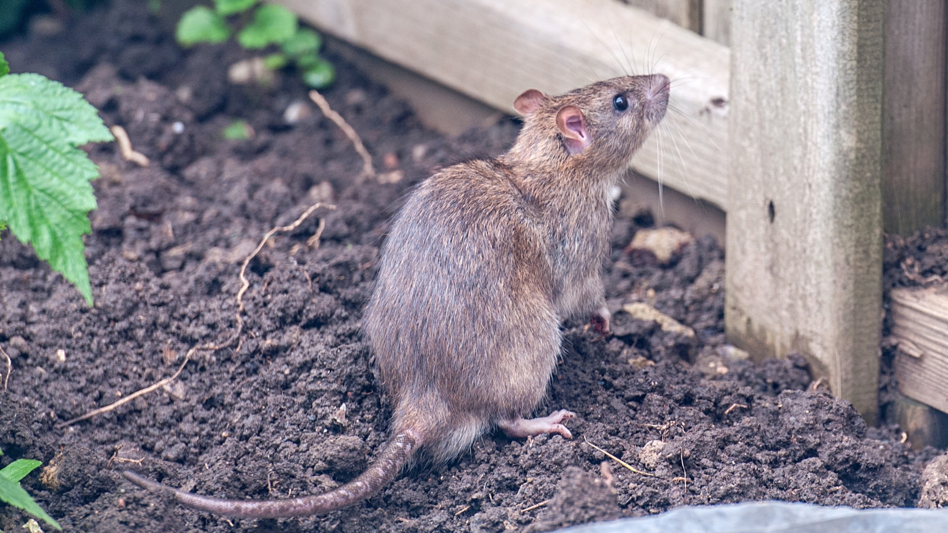 rat in garden