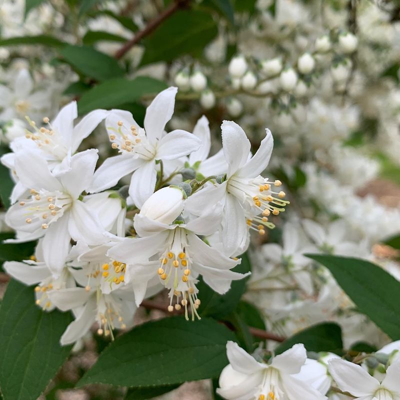 18. Deutzia