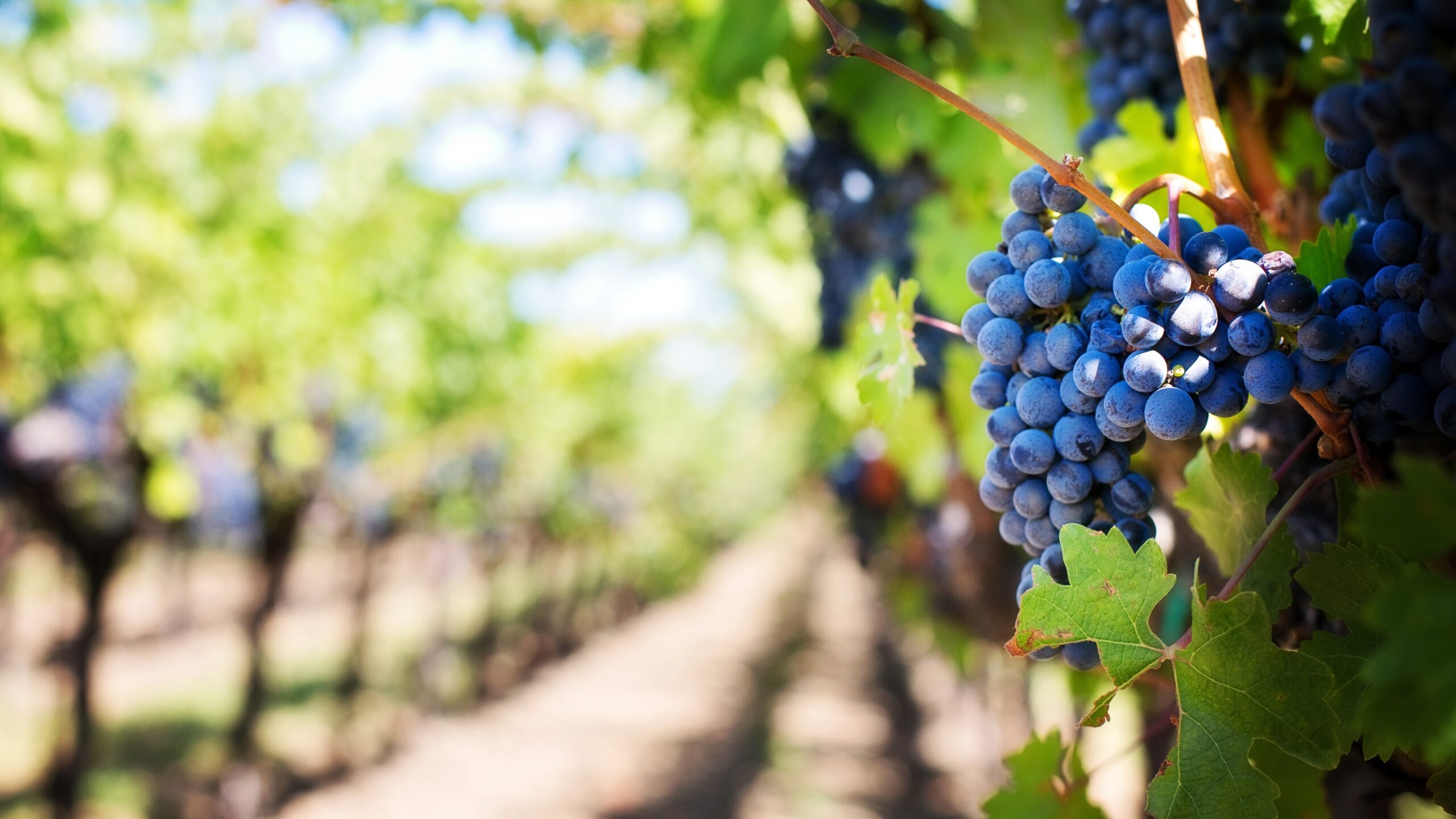 Grapes in the Vineyard