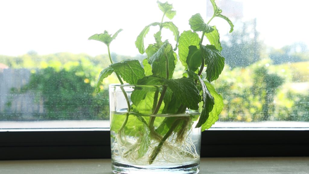 mint water propagation