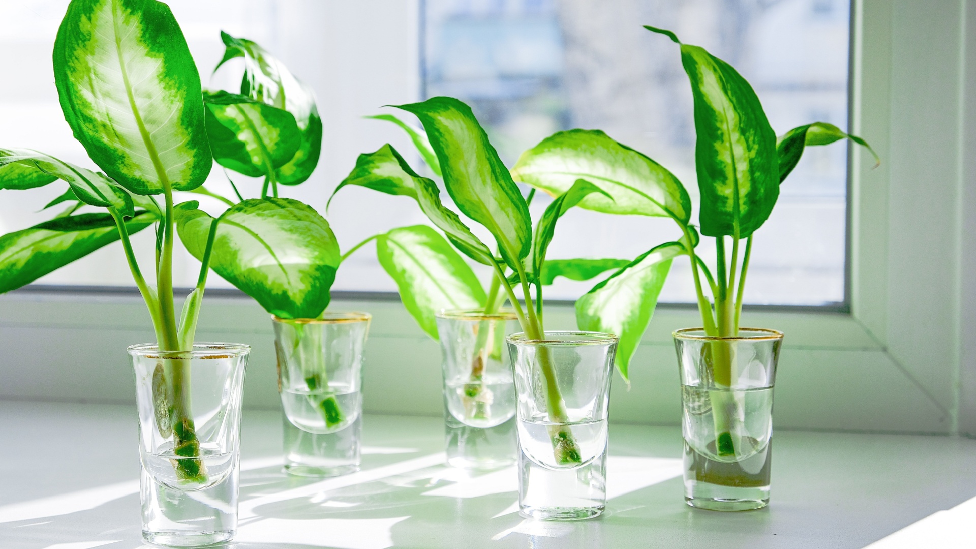 19 Houseplants You Can Effortlessly Propagate In Just A Cup Of Water