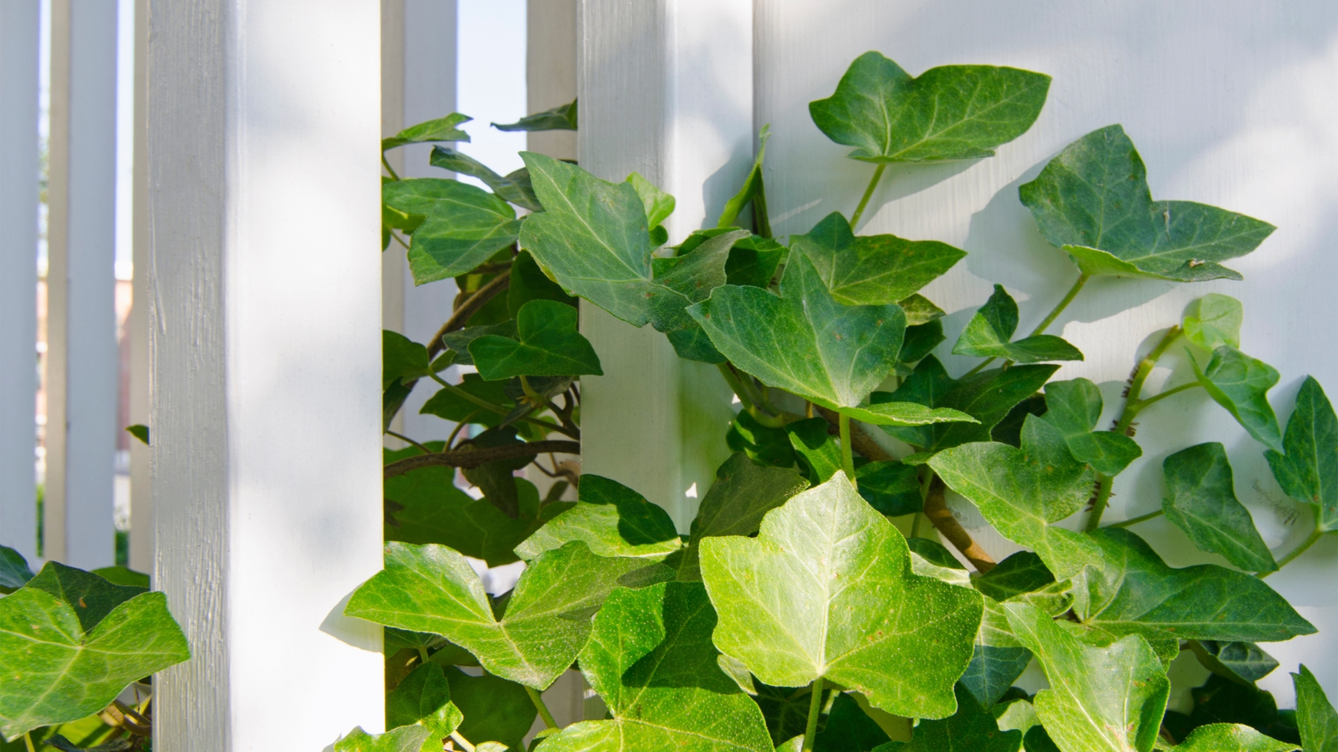 leaves of english ivy