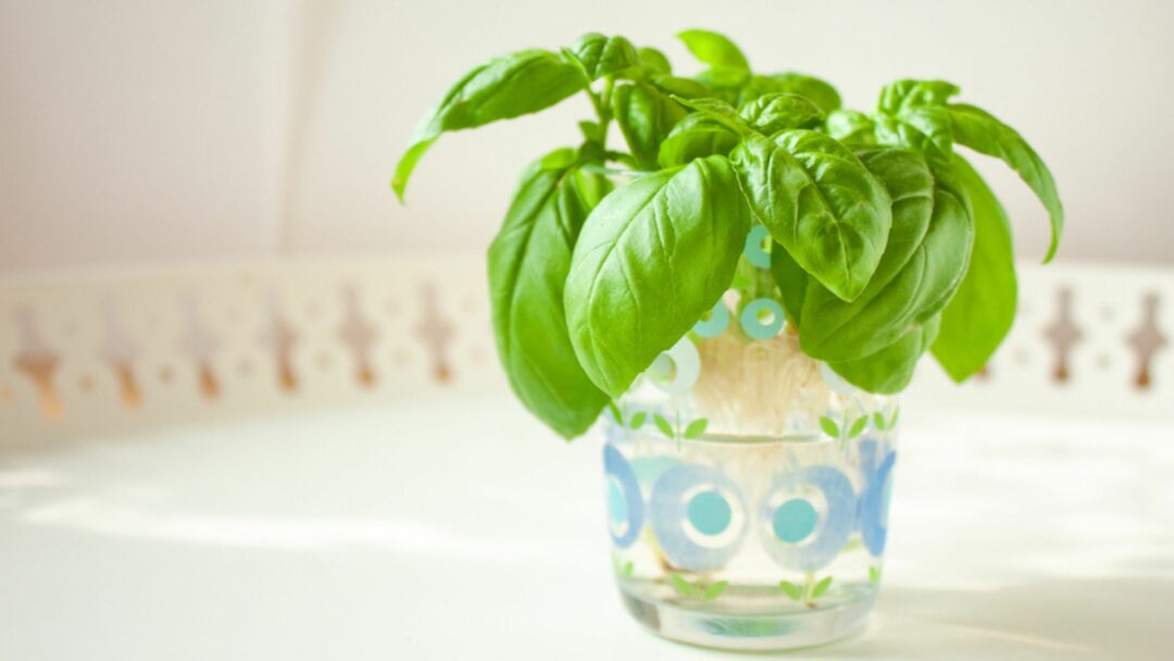 20 Vegetables (And 12 Herbs) You Can Easily Regrow In Water