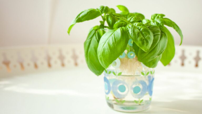 basil regrowing in water