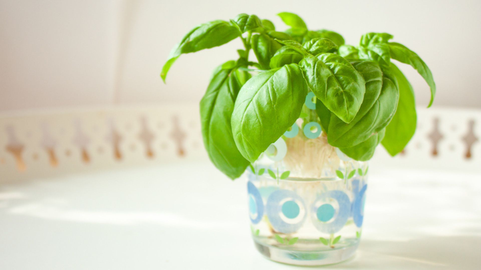 19 Vegetables (And 11 Herbs!) You Can Easily Regrow In Water