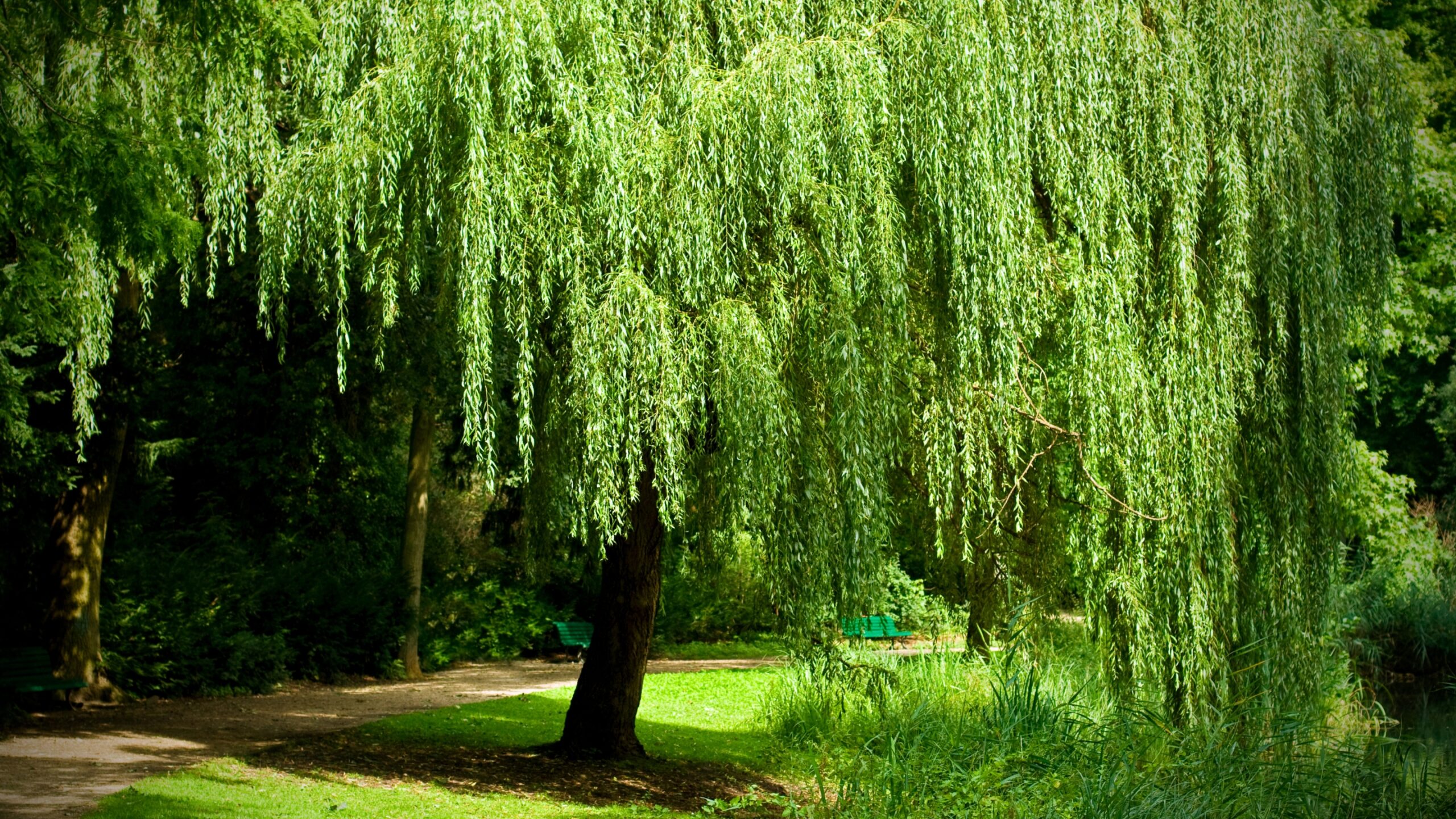 weeping willow