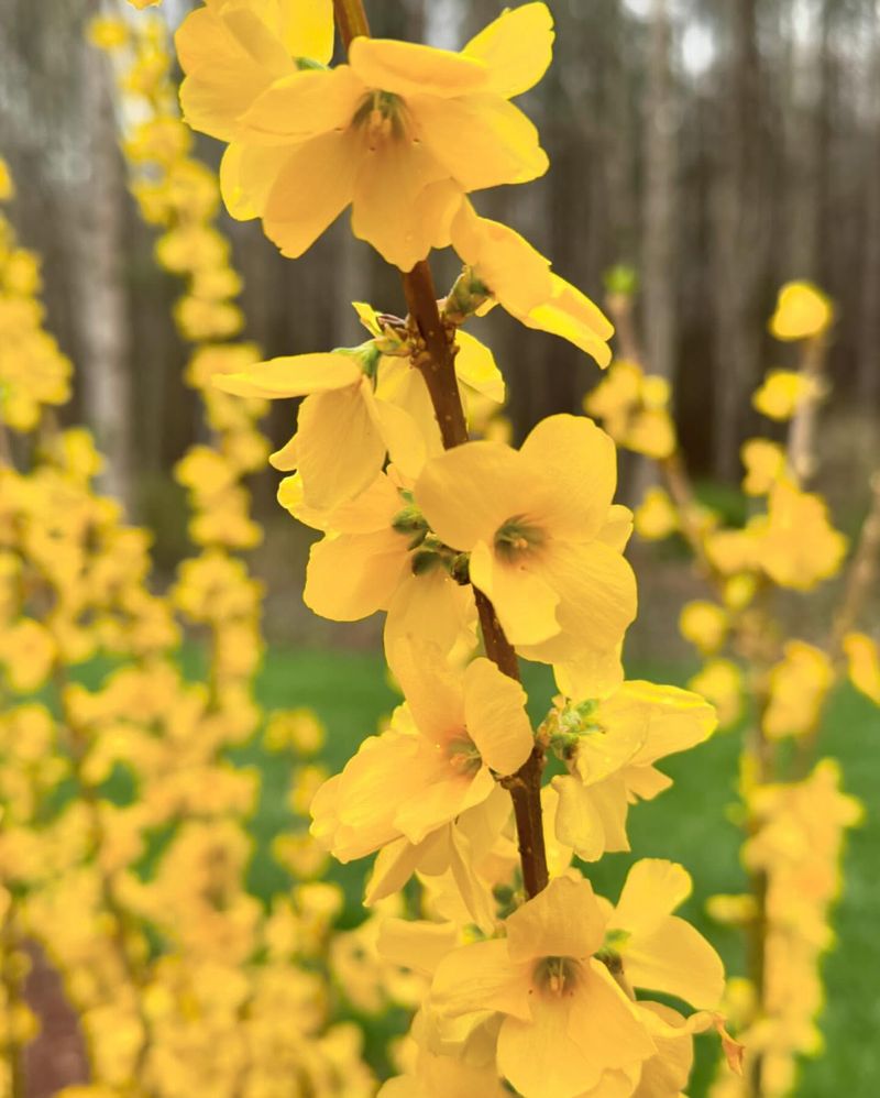 2. Forsythia