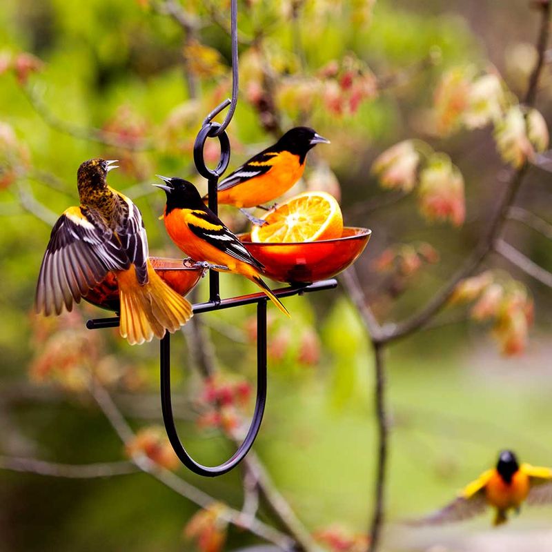 2. Natural Bird Feeders