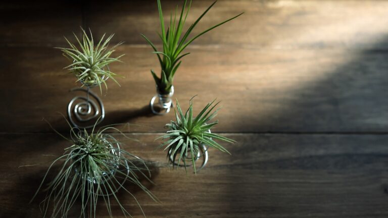 Air plants placed on a handmade aluminum wire holder