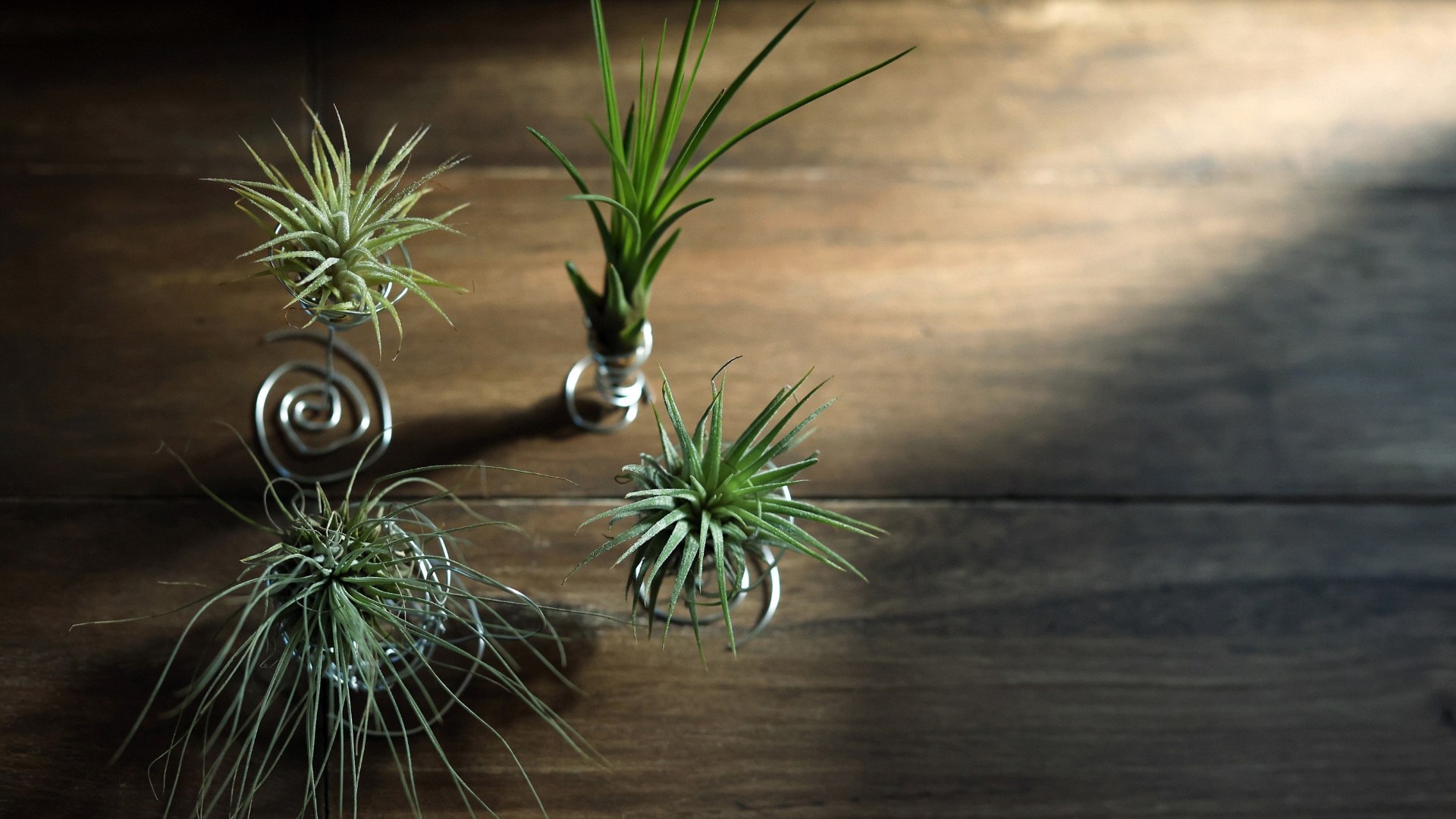 20 Air Plant Holder Ideas To Create A Beautiful Display Of Healthy Greenery