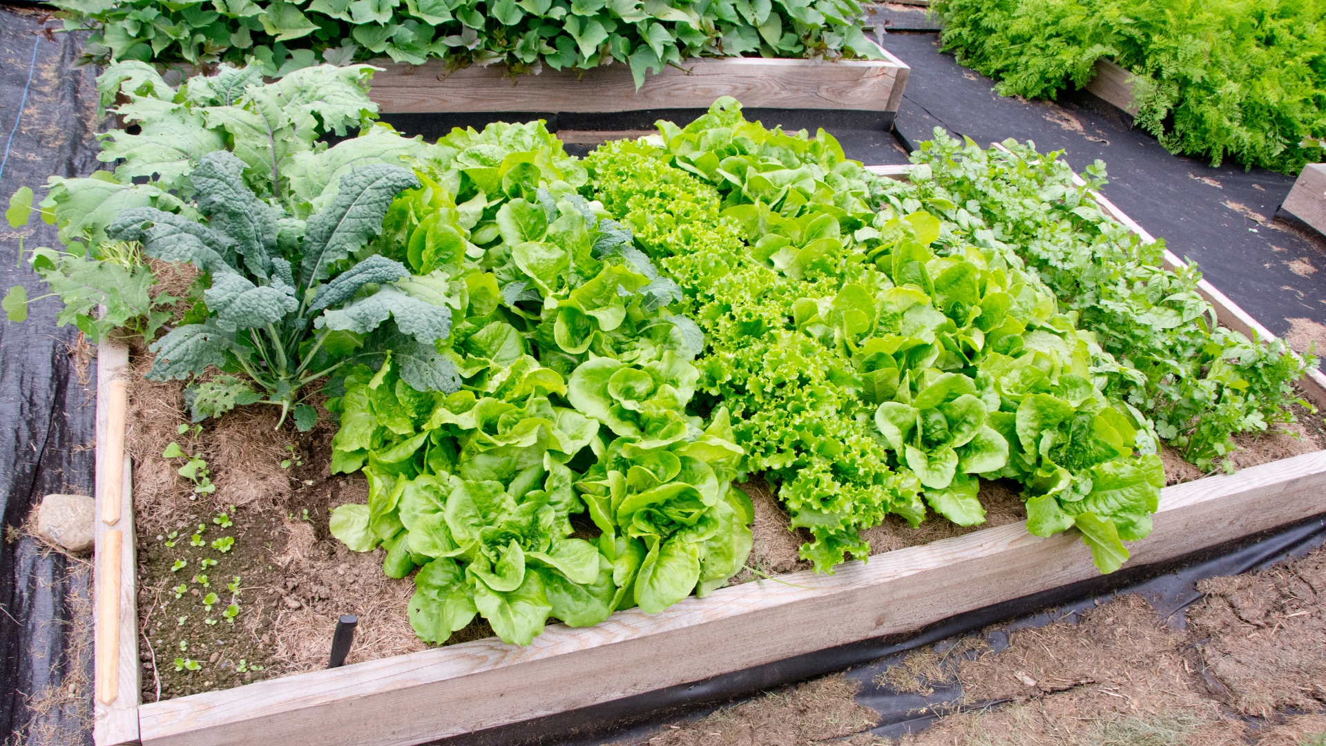 raised bed in a garden