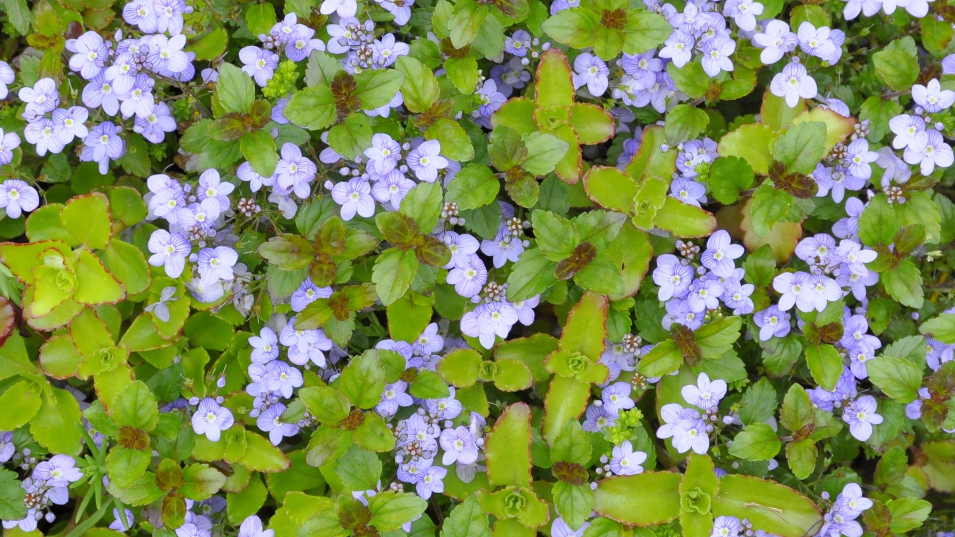 purple groundcovers on a path