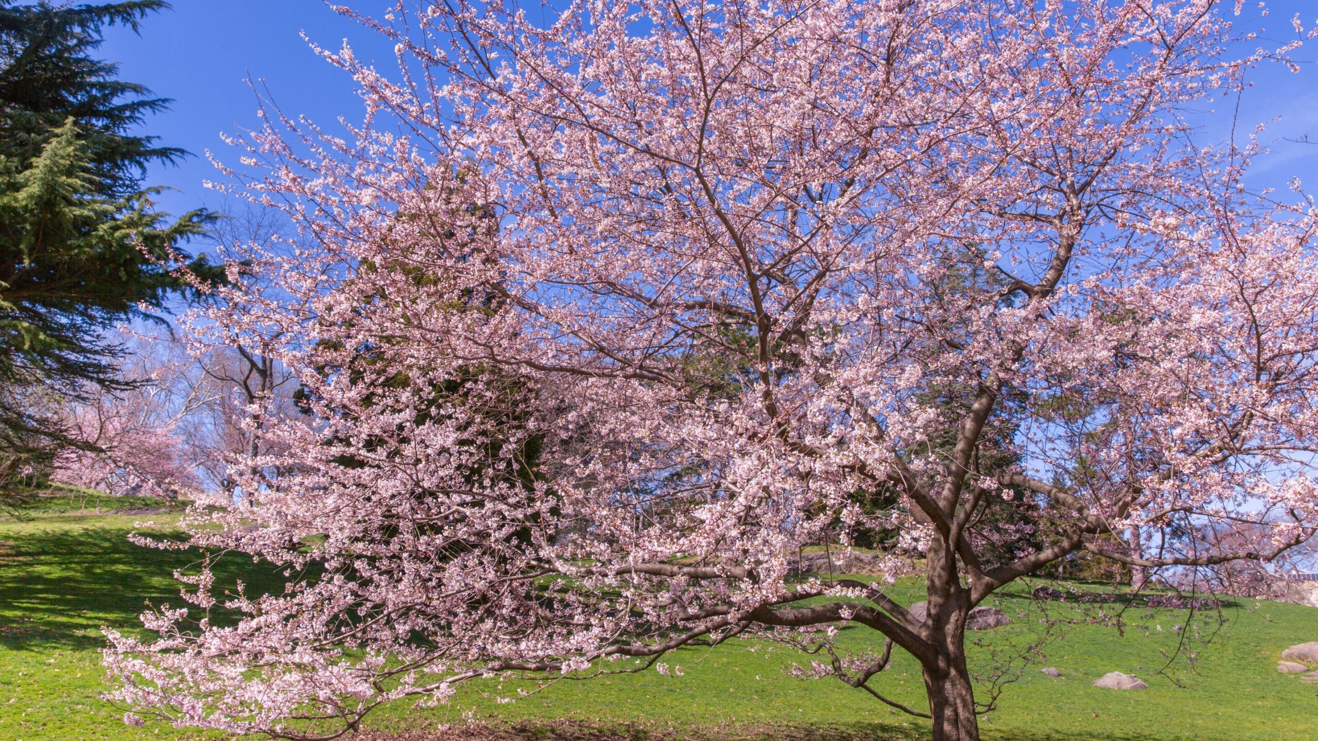 20 Best Patio Trees For Shade