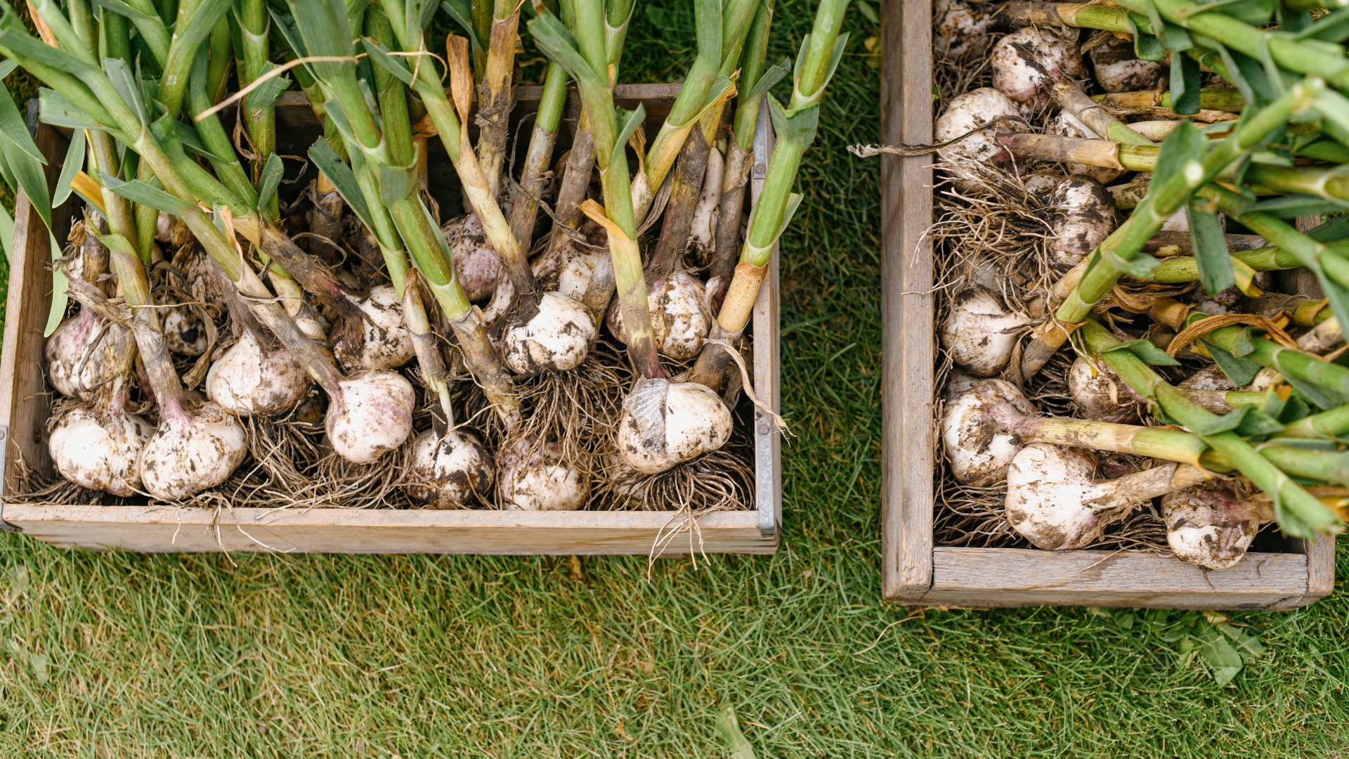 Garlic in wooden boxes, gardening, green grass, garlic harvesting