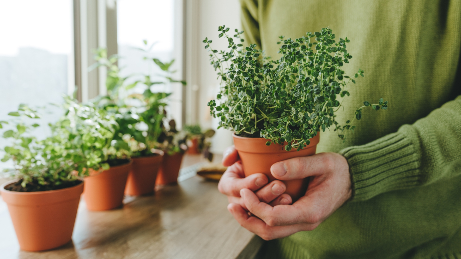 growing herbs