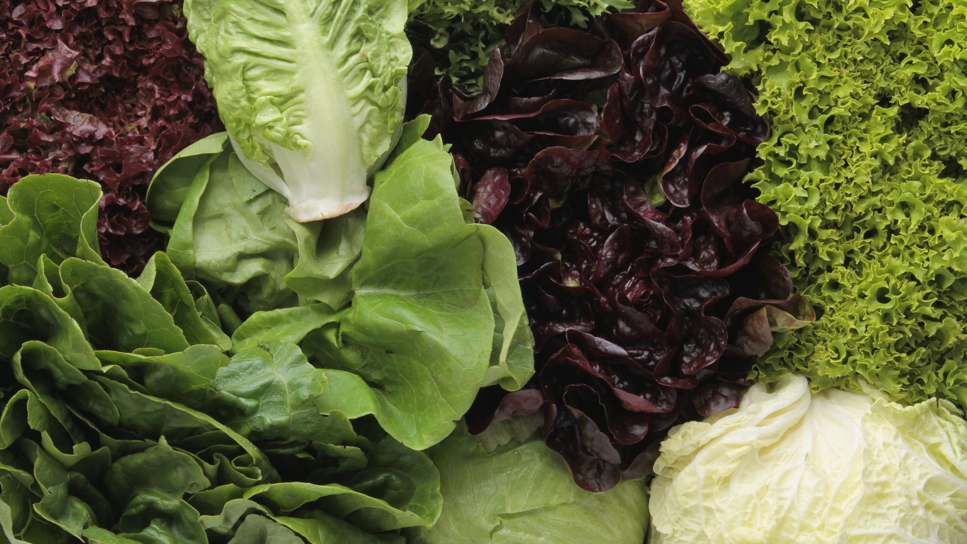 fresh picked whole lettuce varieties