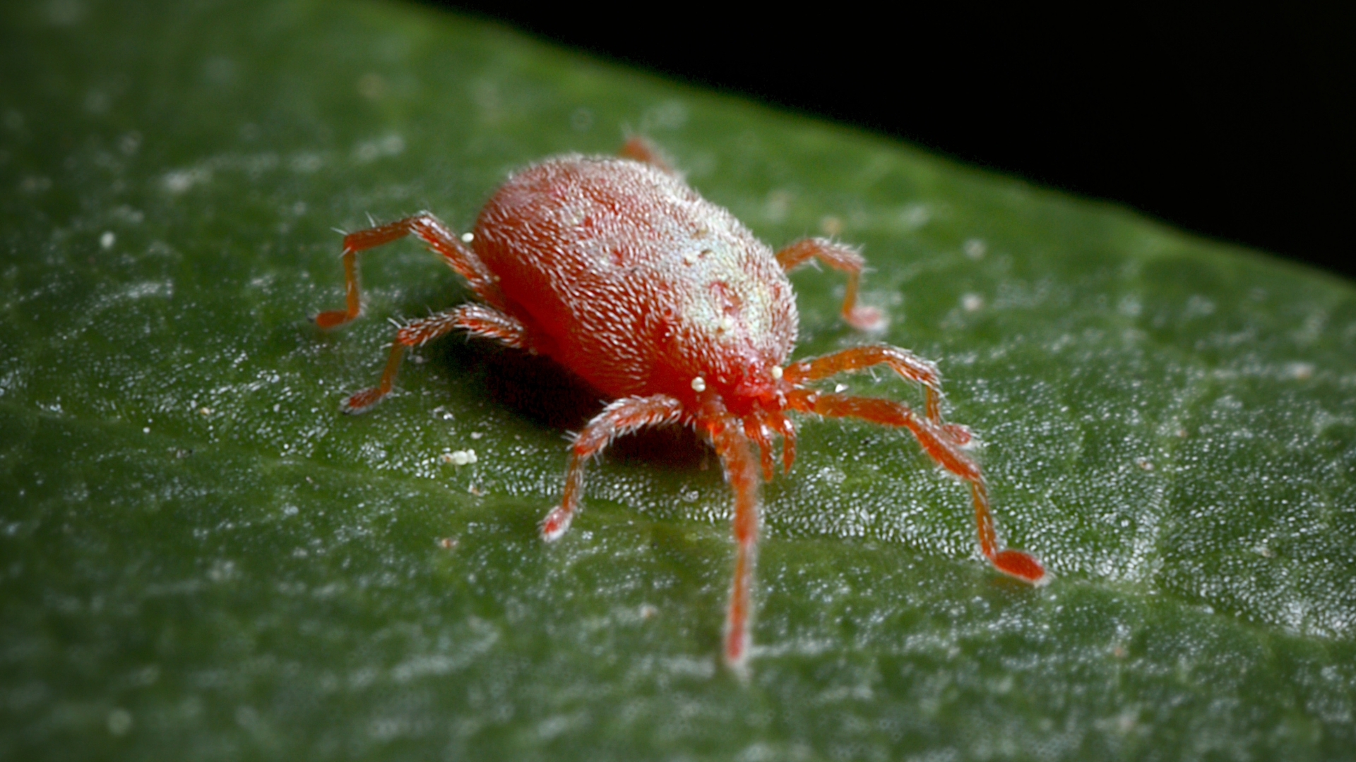 spider mite