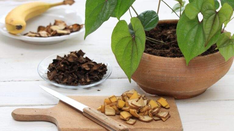 Fresh and dried banana peel good for plant and flower fertilization.