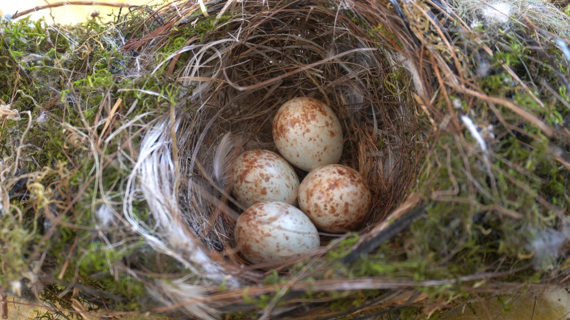 20 Clever Ways To Prevent Birds From Nesting Around Your House